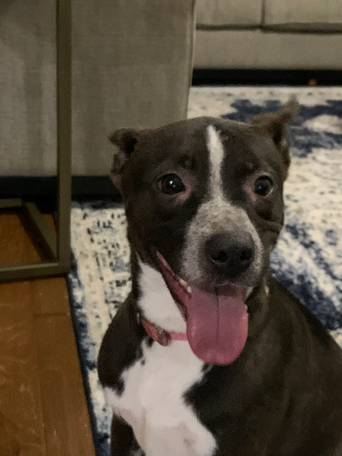 Found dog in Spring, TX, 77386