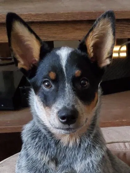 Lost dog in Lenexa, KS, 66219