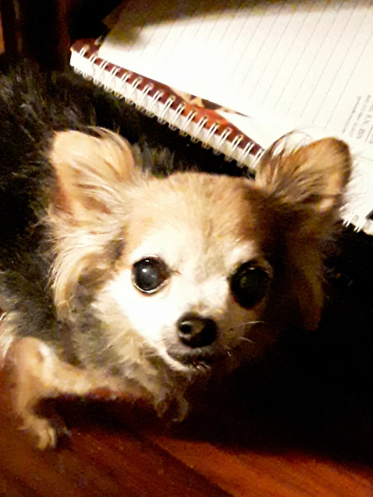 Lost dog in Unknown, AZ, 86206