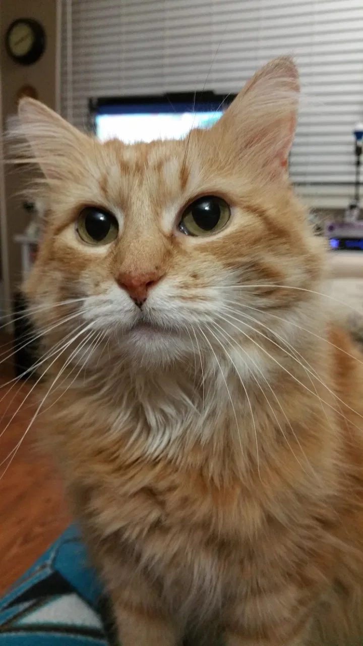 Lost cat in Martinez, CA, 94553