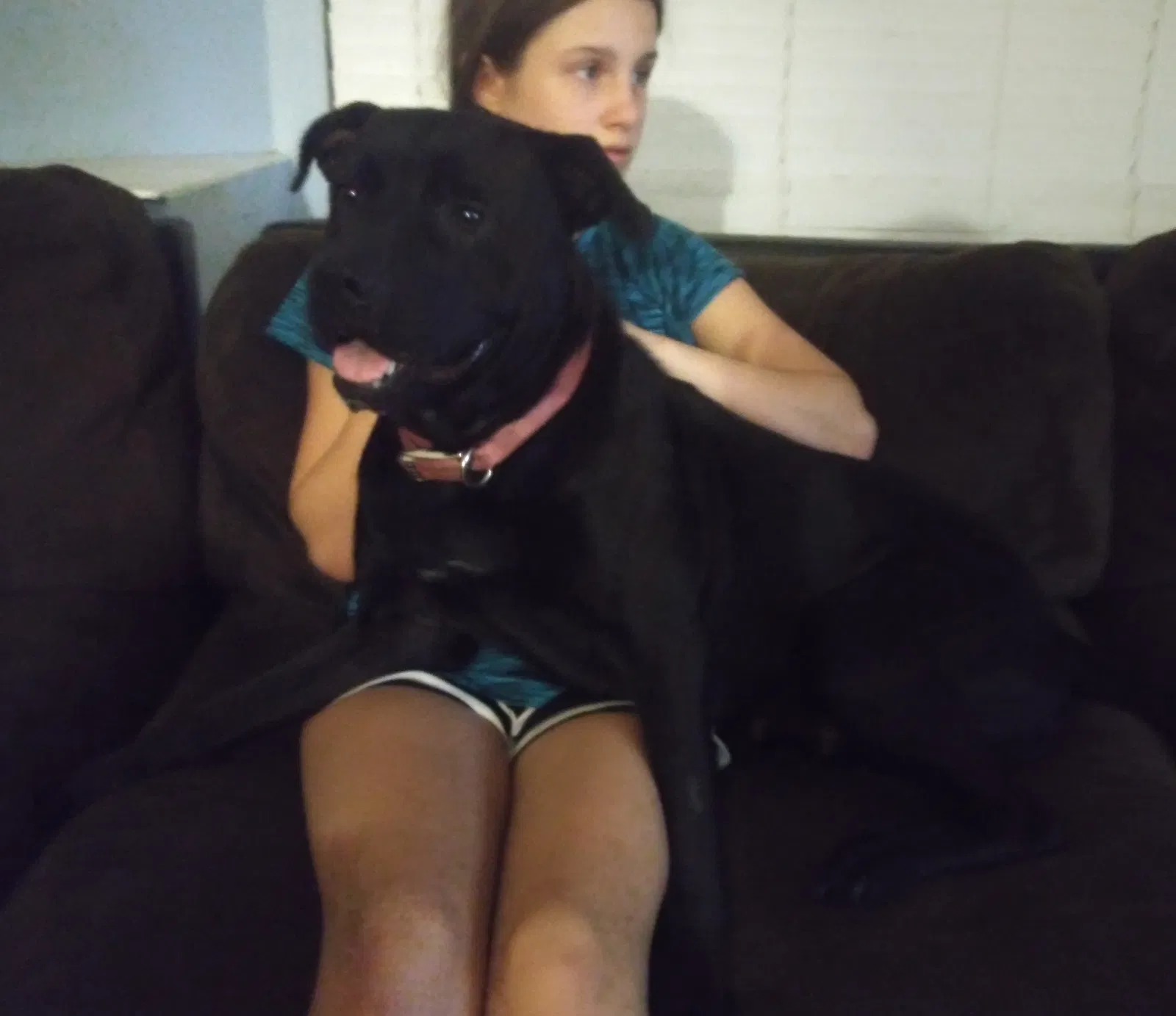 Found dog in Palm Bay, FL, 32907