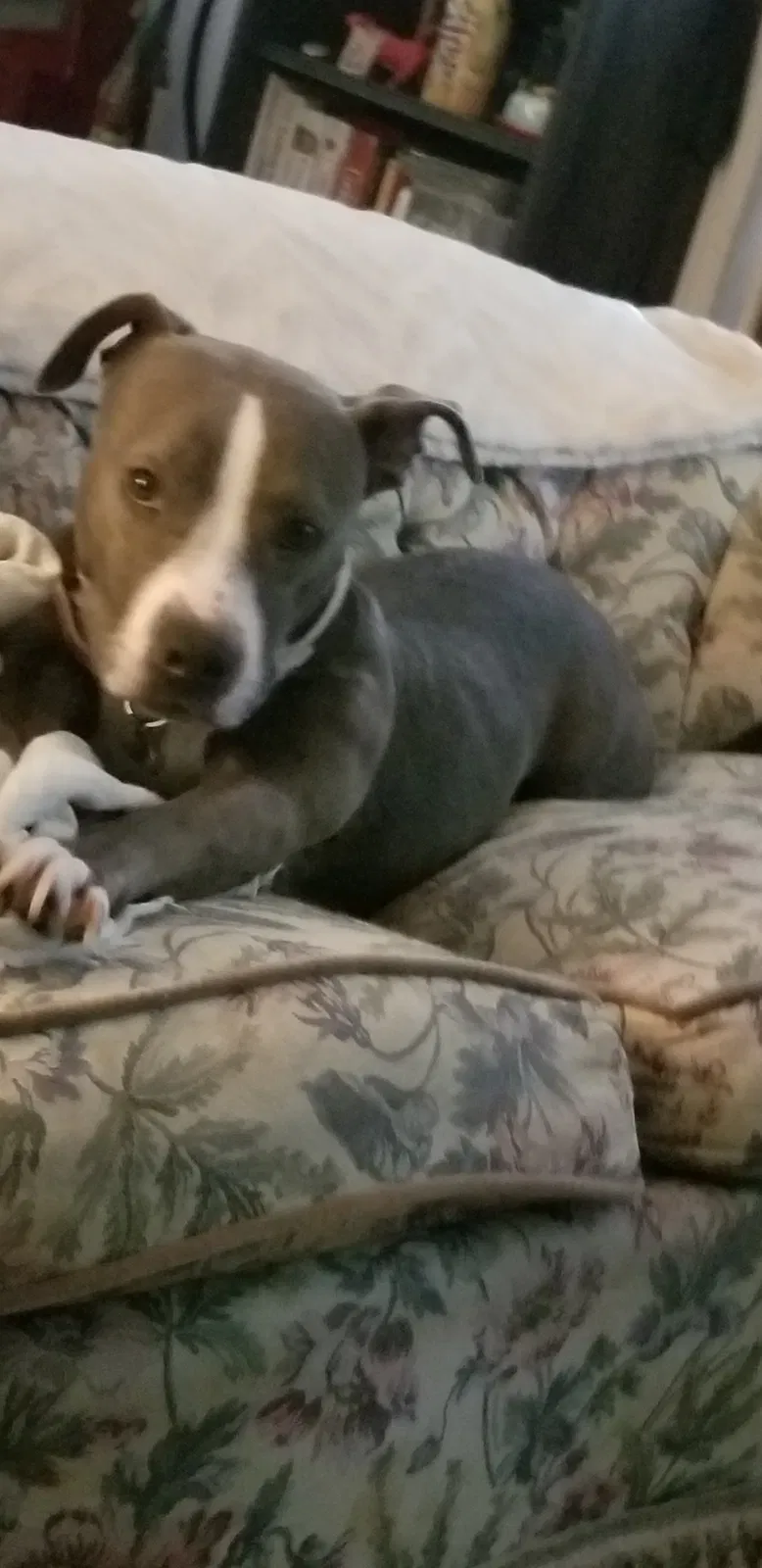 Lost dog in Palatka, FL, 32177