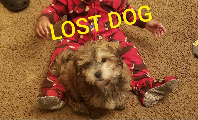 Lost dog in Norristown, PA, 19401