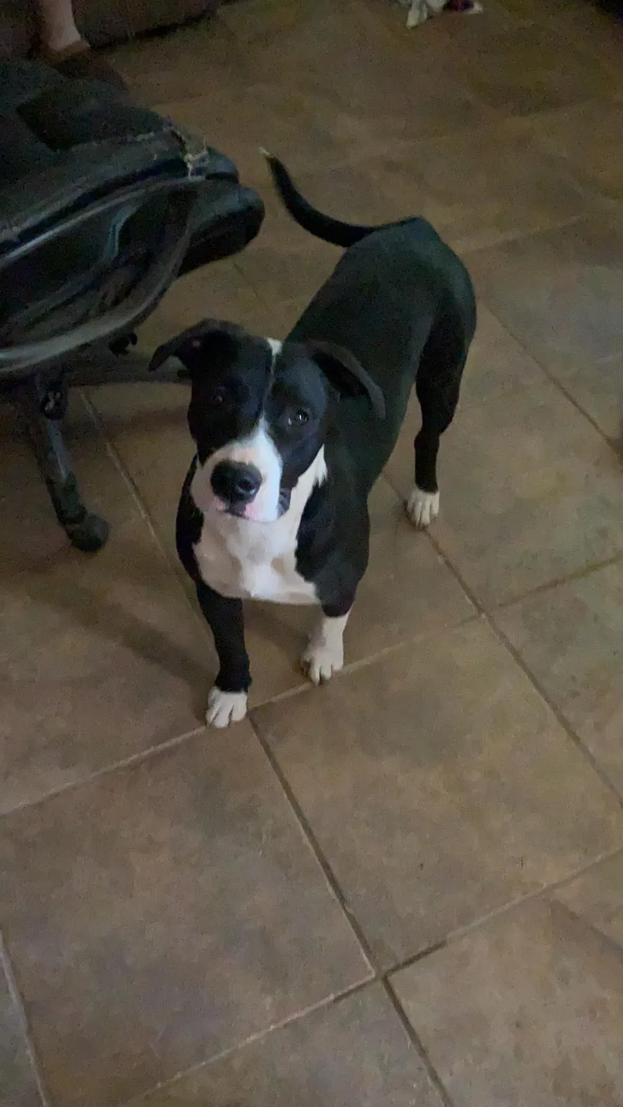 Lost dog in Phoenix, AZ, 85016