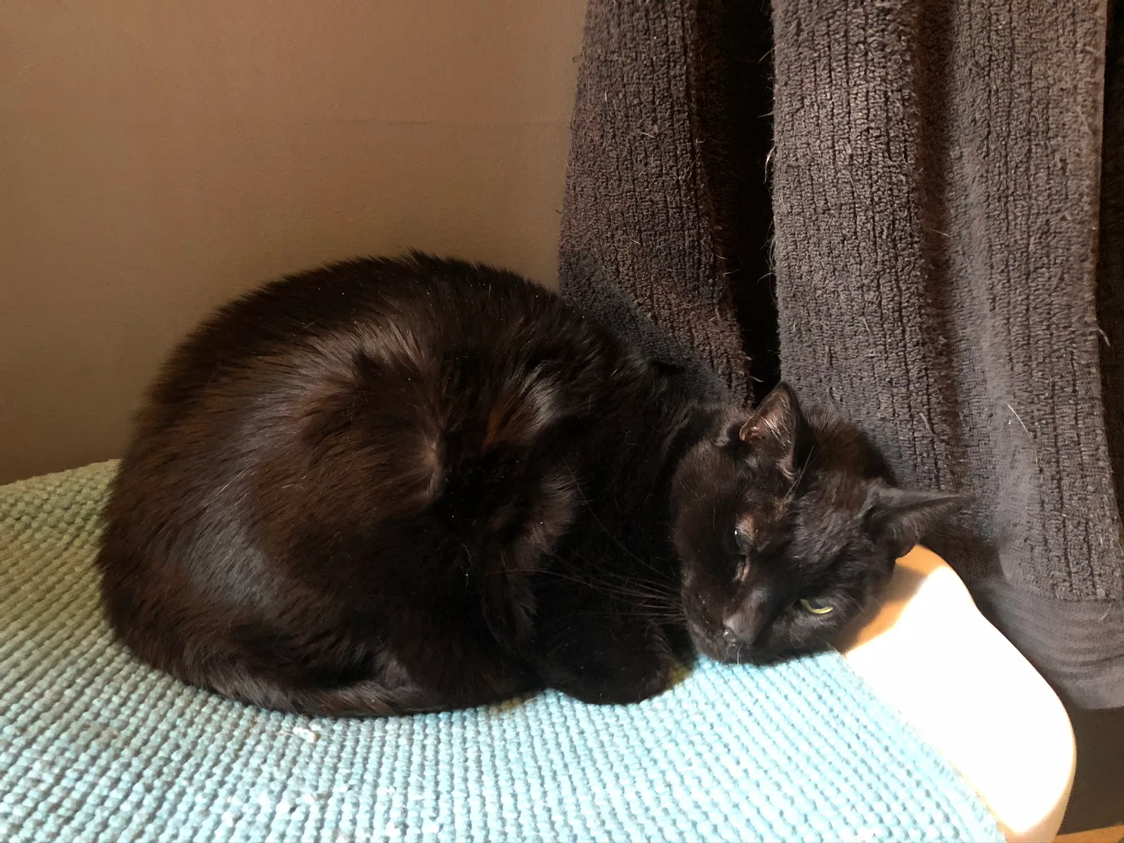 Lost cat in Flushing, NY, 11358