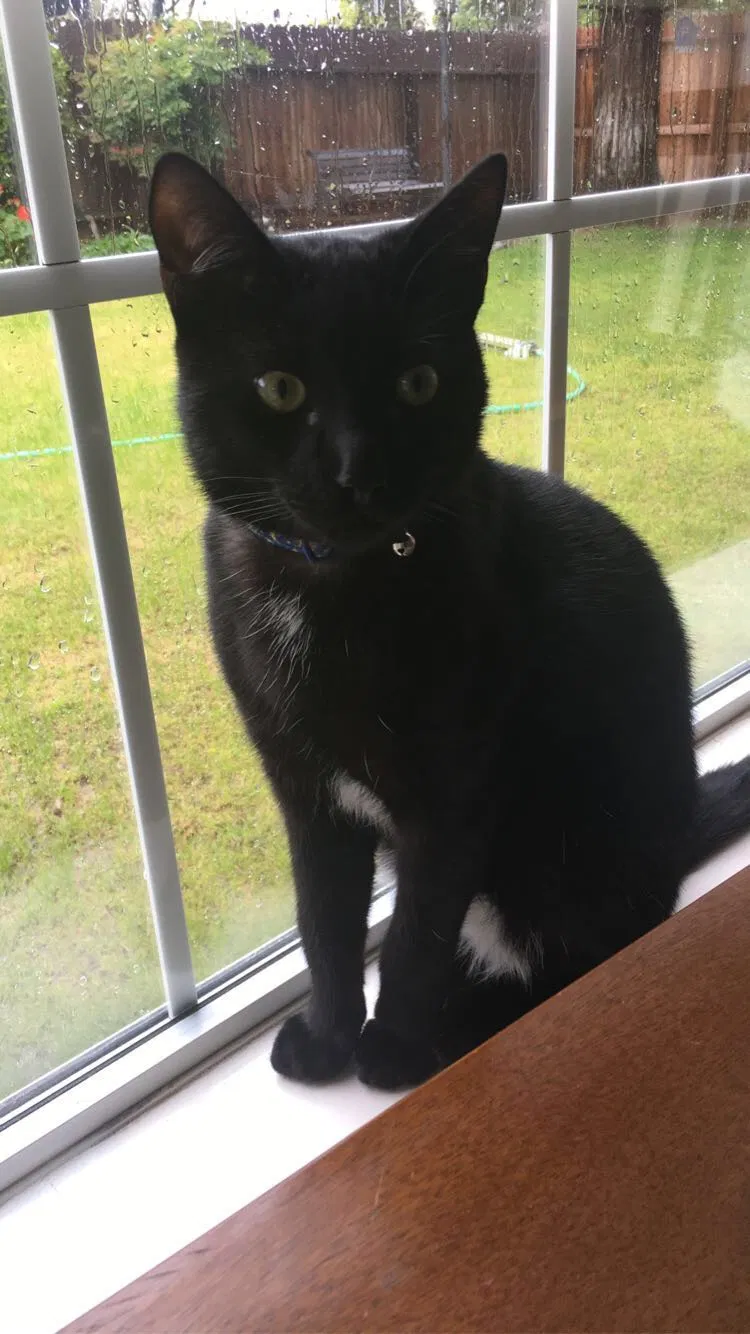 Lost cat in Bakersfield, CA, 93308