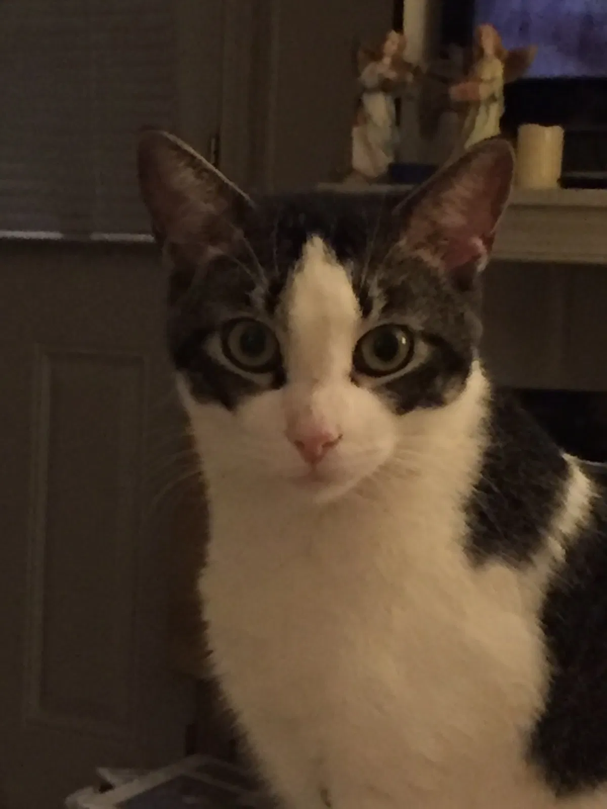 Lost cat in Midlothian, VA, 23113