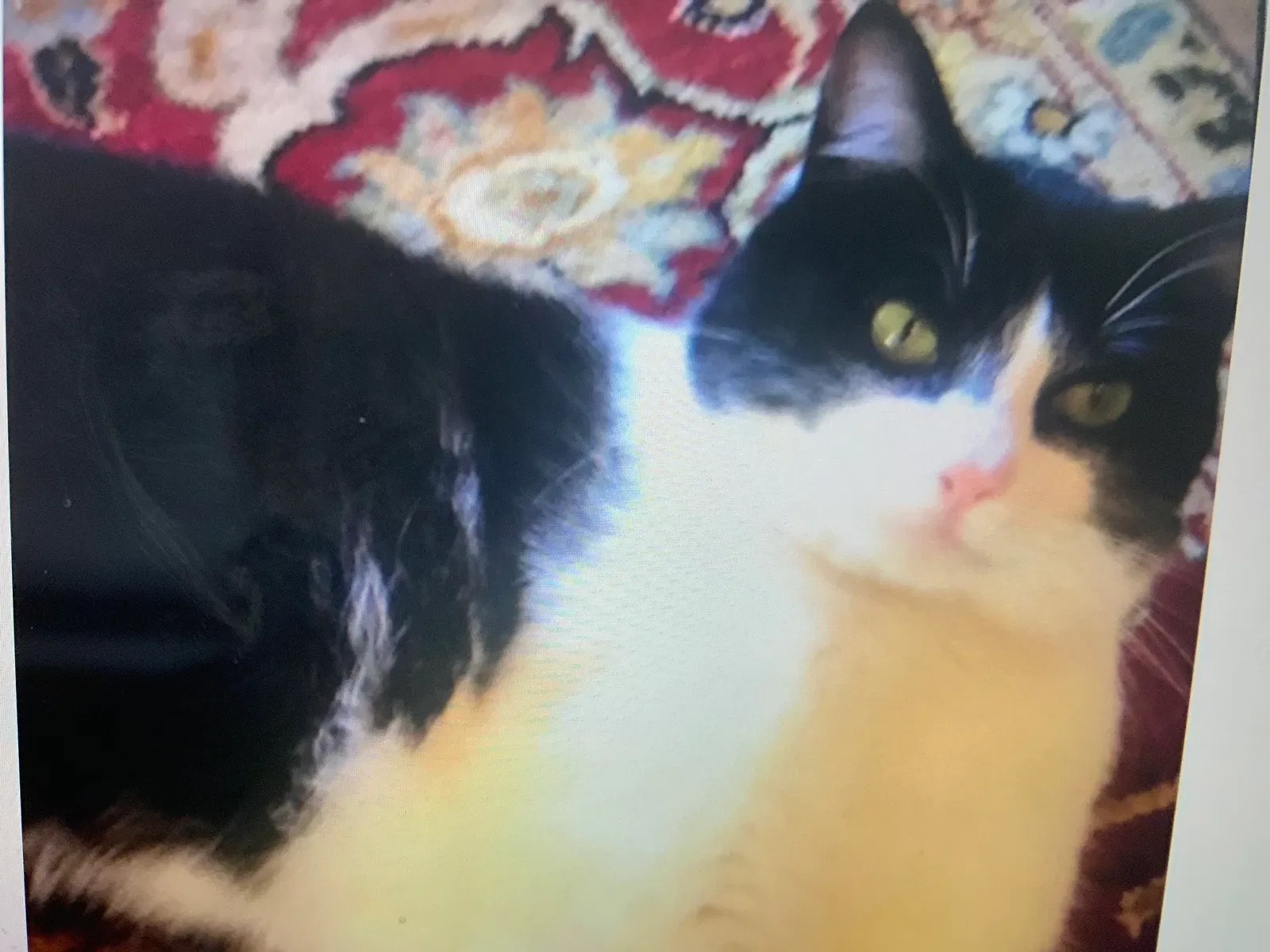 Lost cat in Greenville, SC, 29615