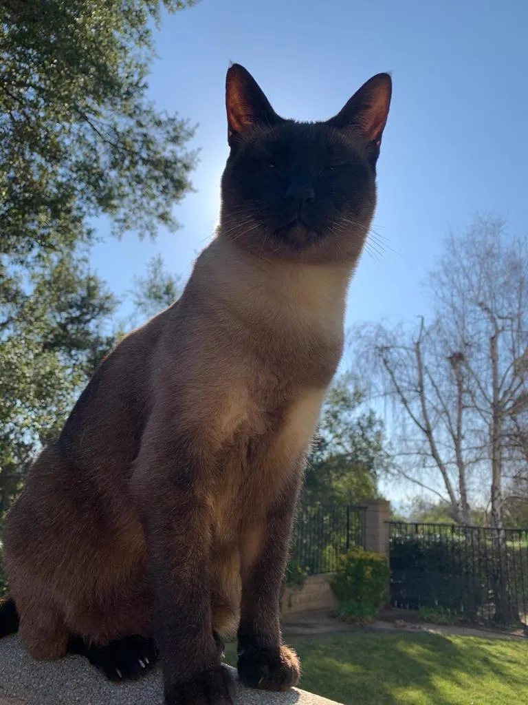 Lost cat in Thousand Oaks, CA, 91362
