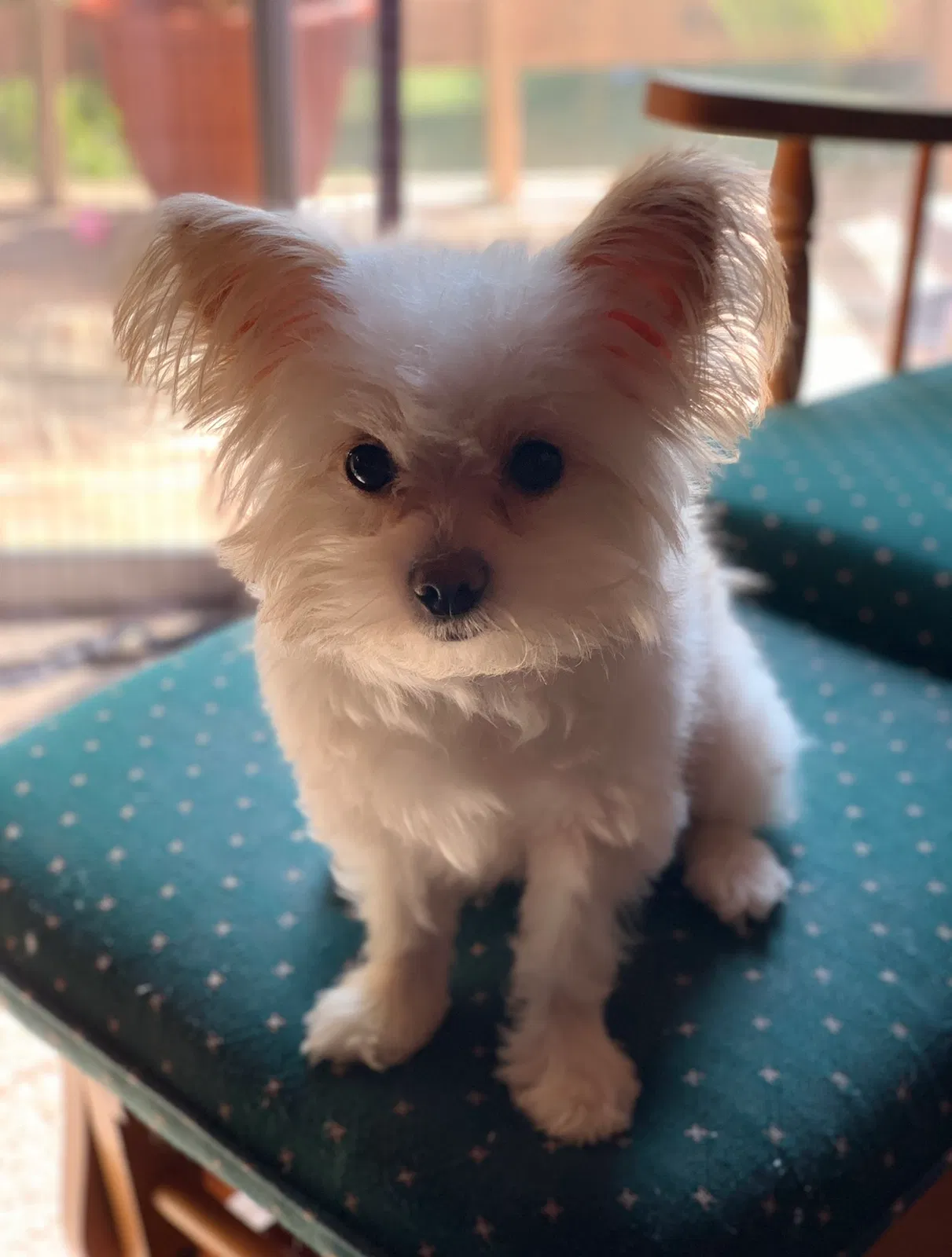 Lost dog in Lexington, KY, 40511