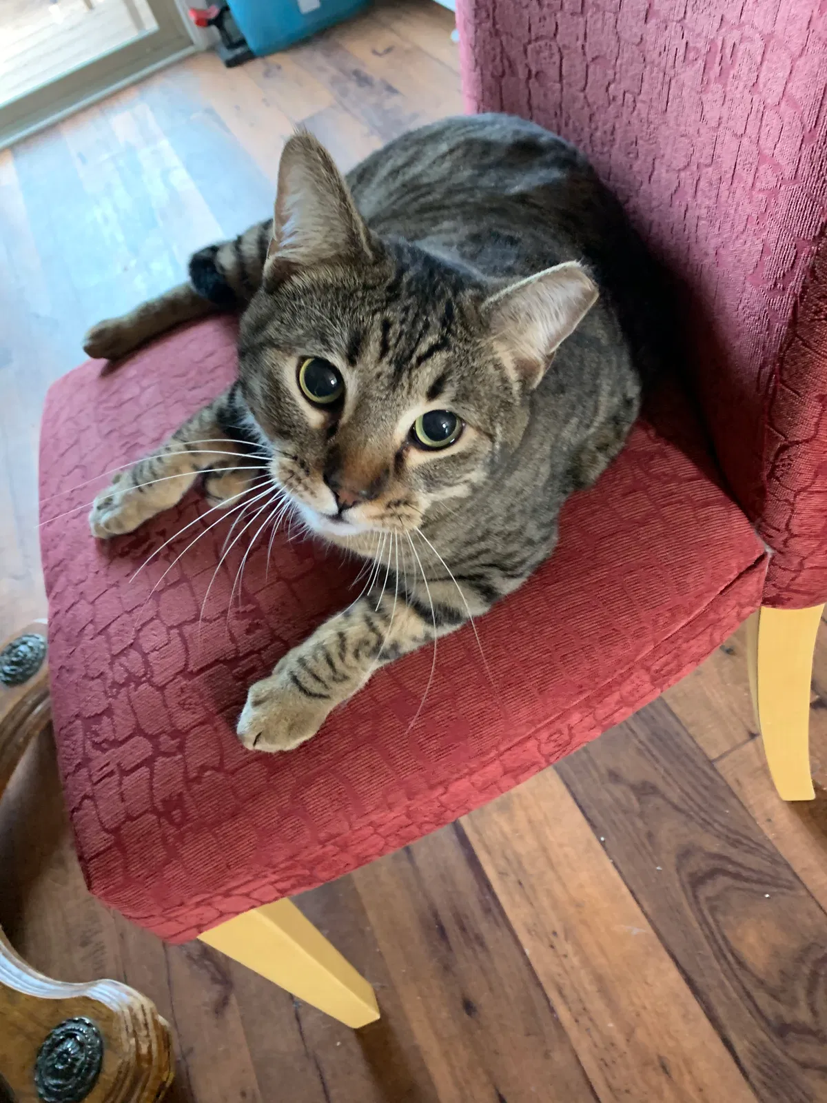 Lost cat in Lodi, CA, 95242