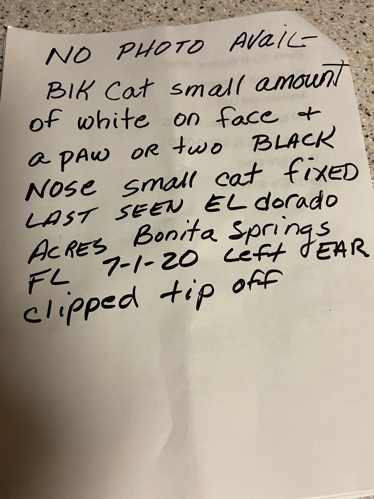 Lost cat in Fort Myers, FL, 33967