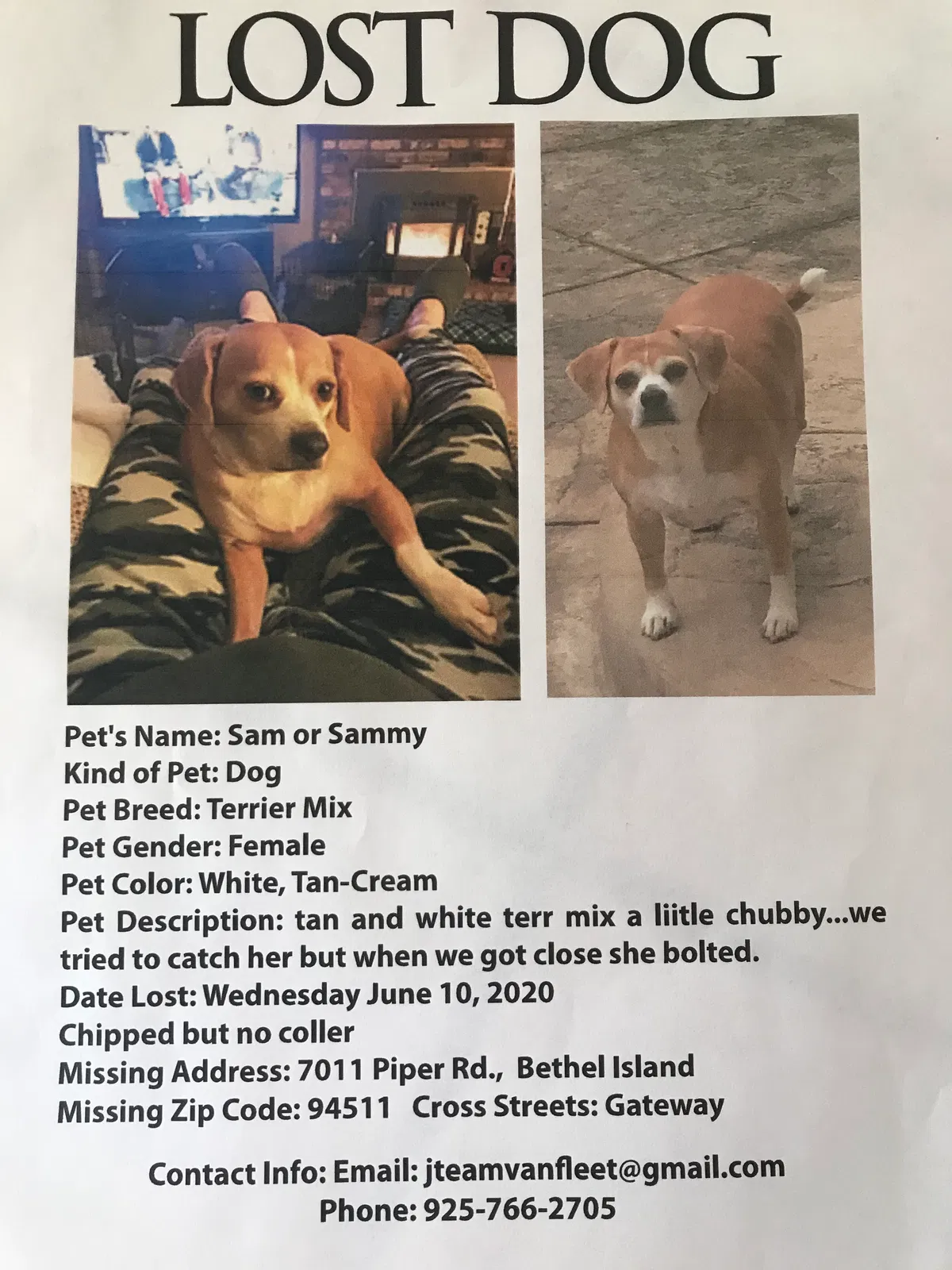 Lost dog in Alameda, CA, 94501