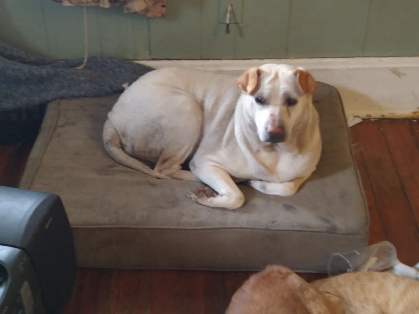 Lost dog in Springfield, MO, 65802