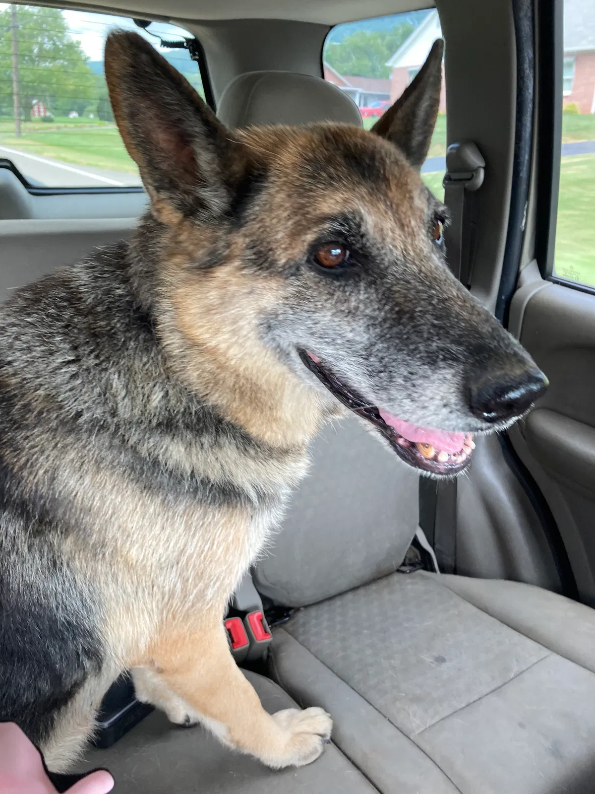 Lost dog in Jonestown, PA, 17038
