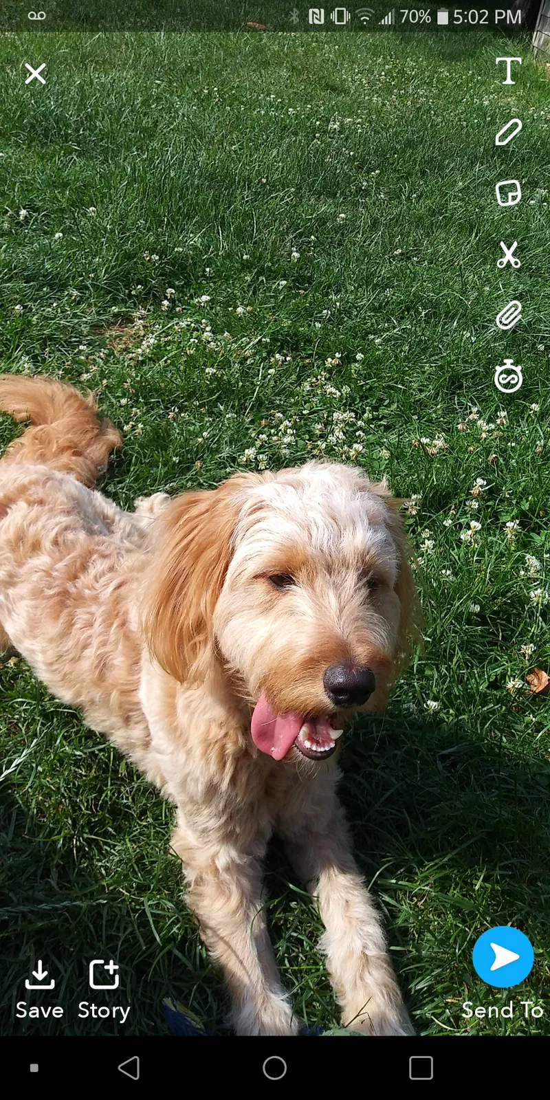 Lost dog in Rochester, NY, 14606