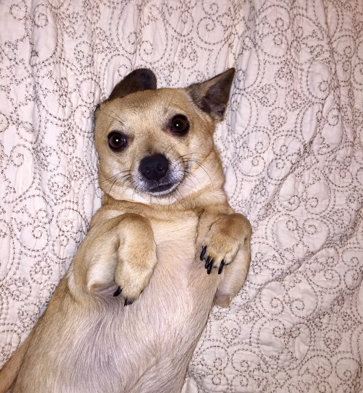 Lost dog in Red Springs, NC, 28377