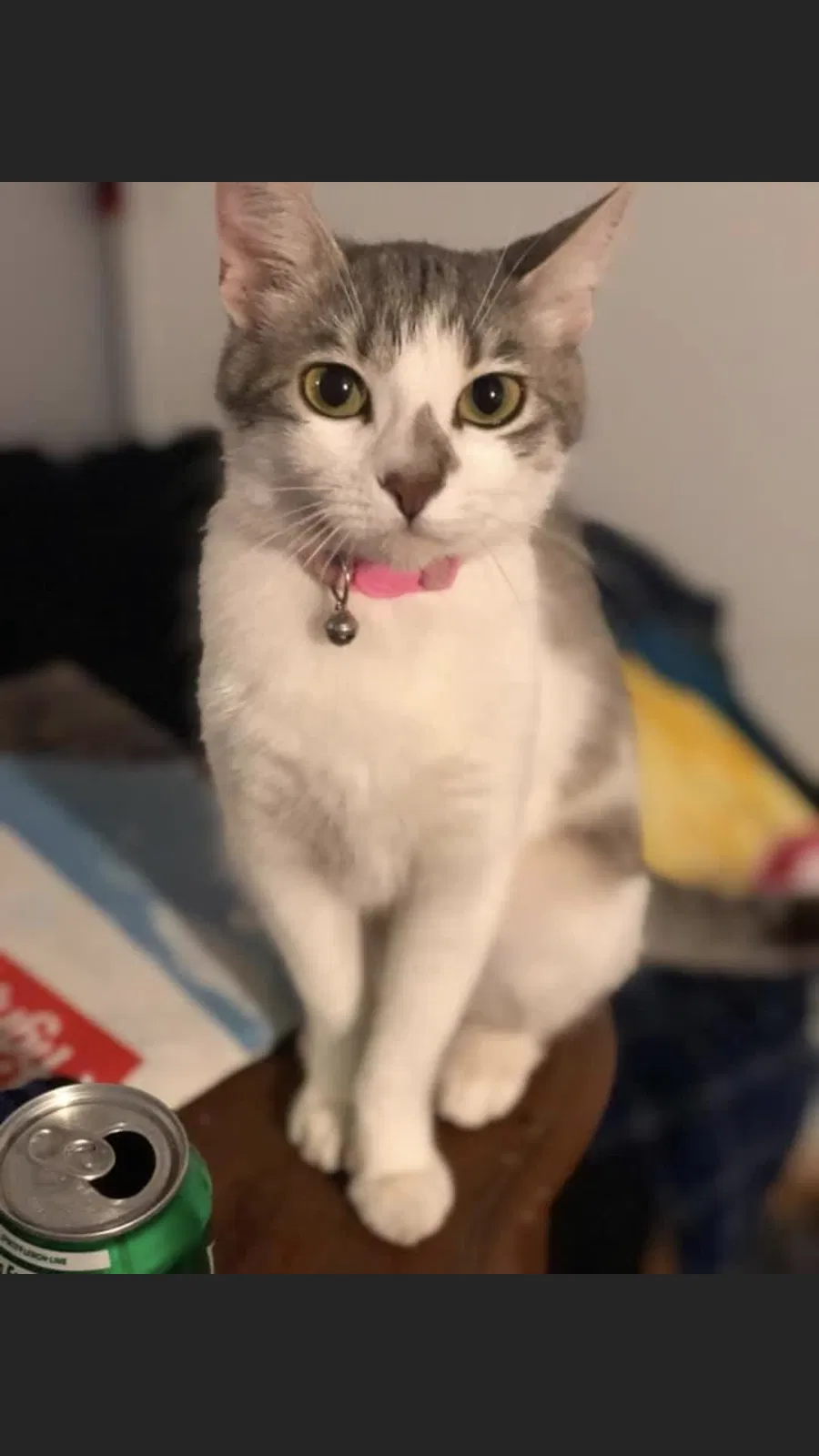 Lost cat in Hercules, CA, 94547