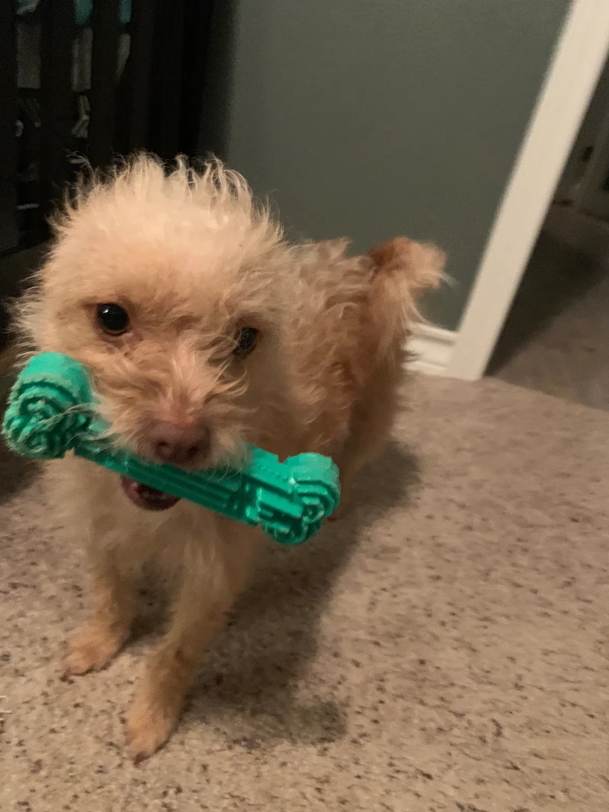 Lost dog in Ropesville, TX, 79358