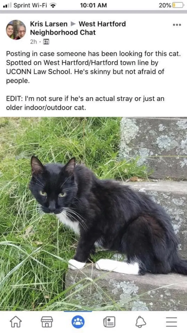 Lost cat in Hartford, CT, 6105