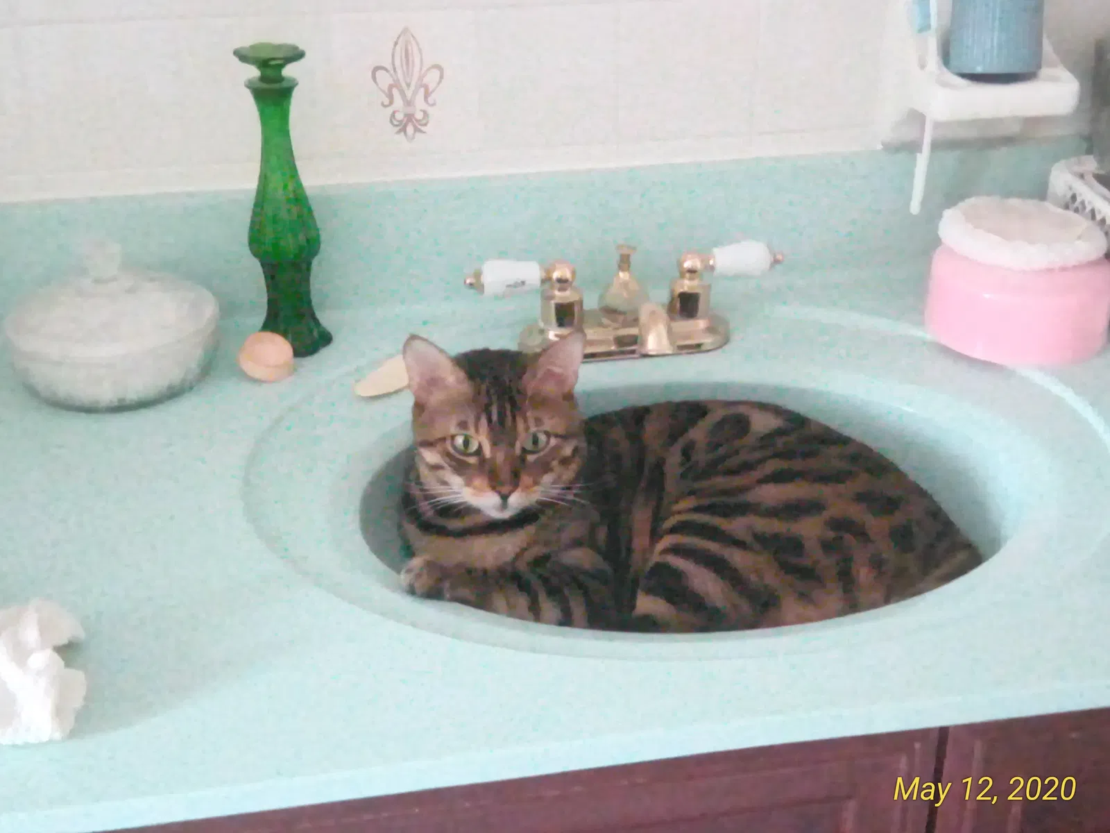 Lost cat in York Springs, PA, 17372