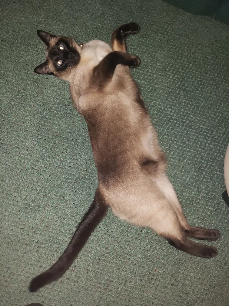 Lost cat in Wilmington, NC, 28405