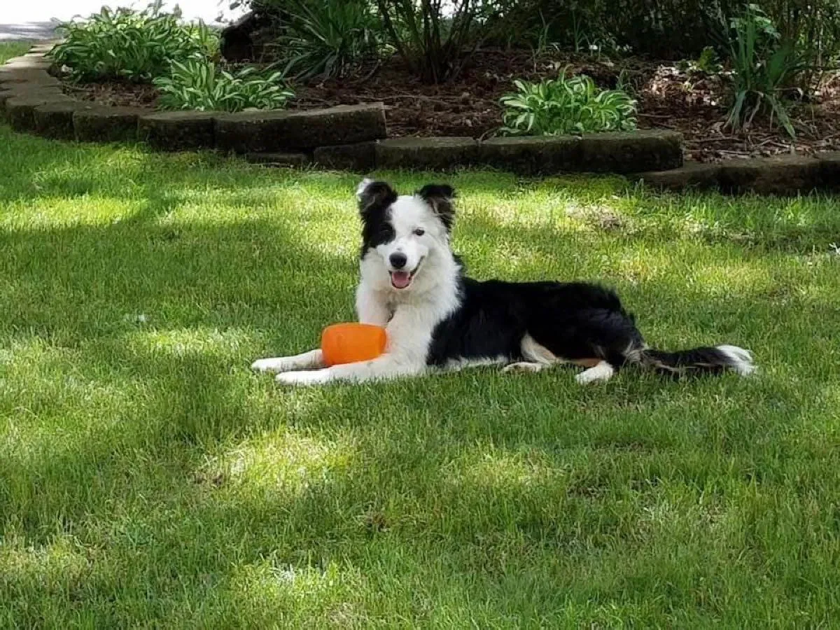 Lost dog in High Point, NC, 27263