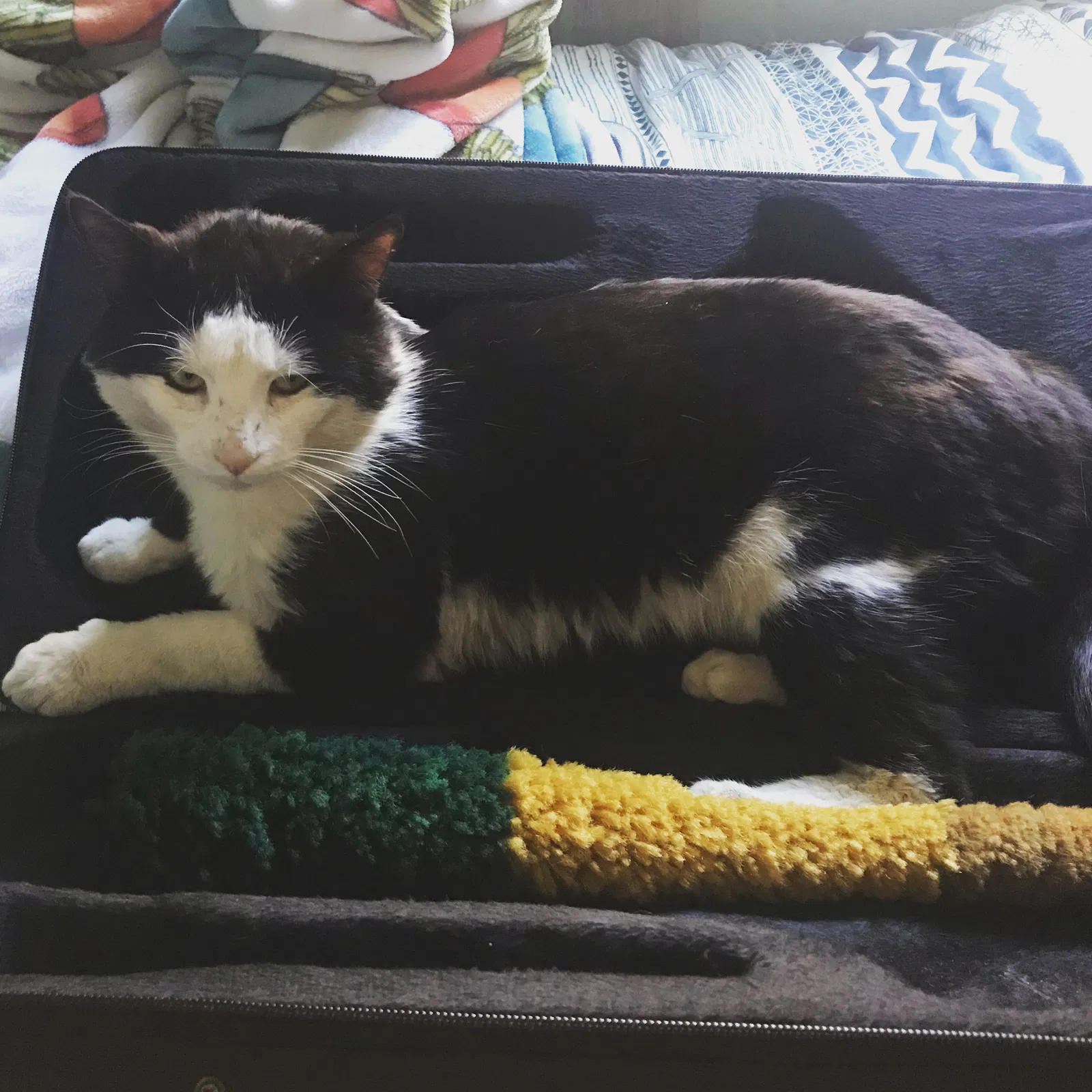 Lost cat in Chico, CA, 95973