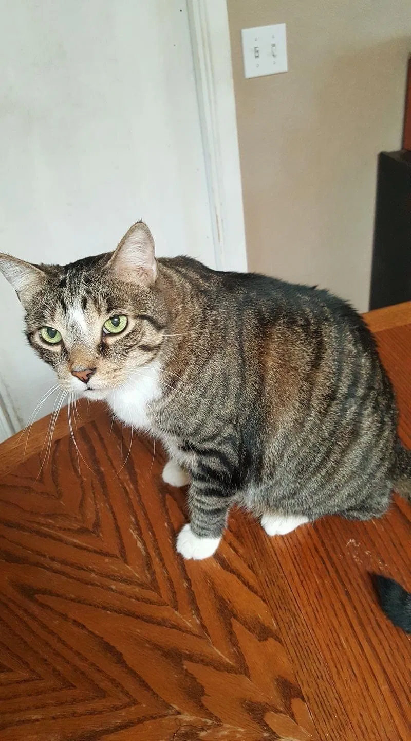Lost cat in Tucson, AZ, 85741