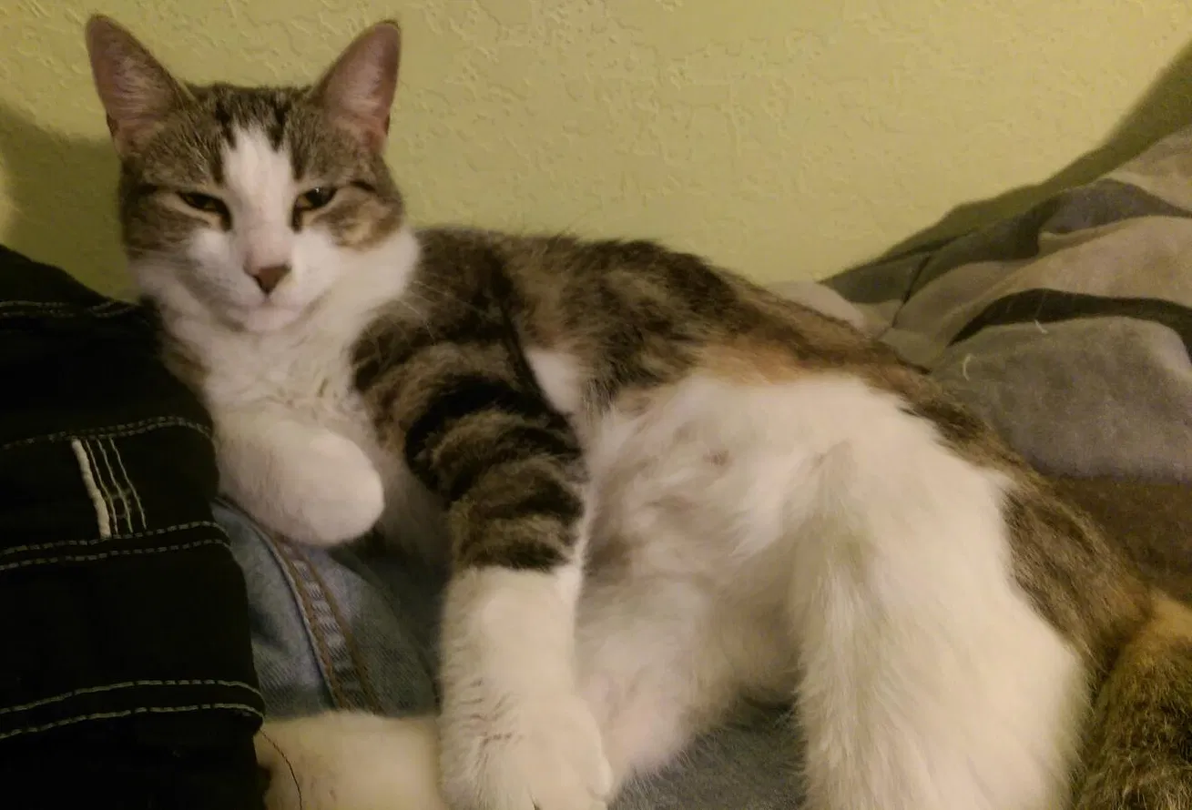Lost cat in Tulsa, OK, 74105