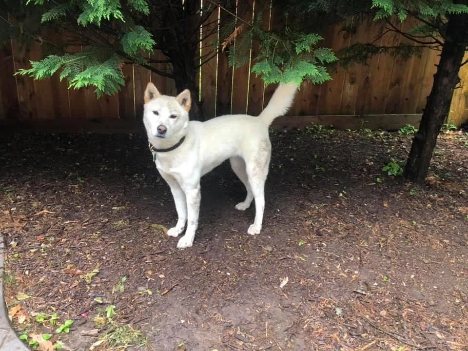 Lost dog in College Park, MD, 20740