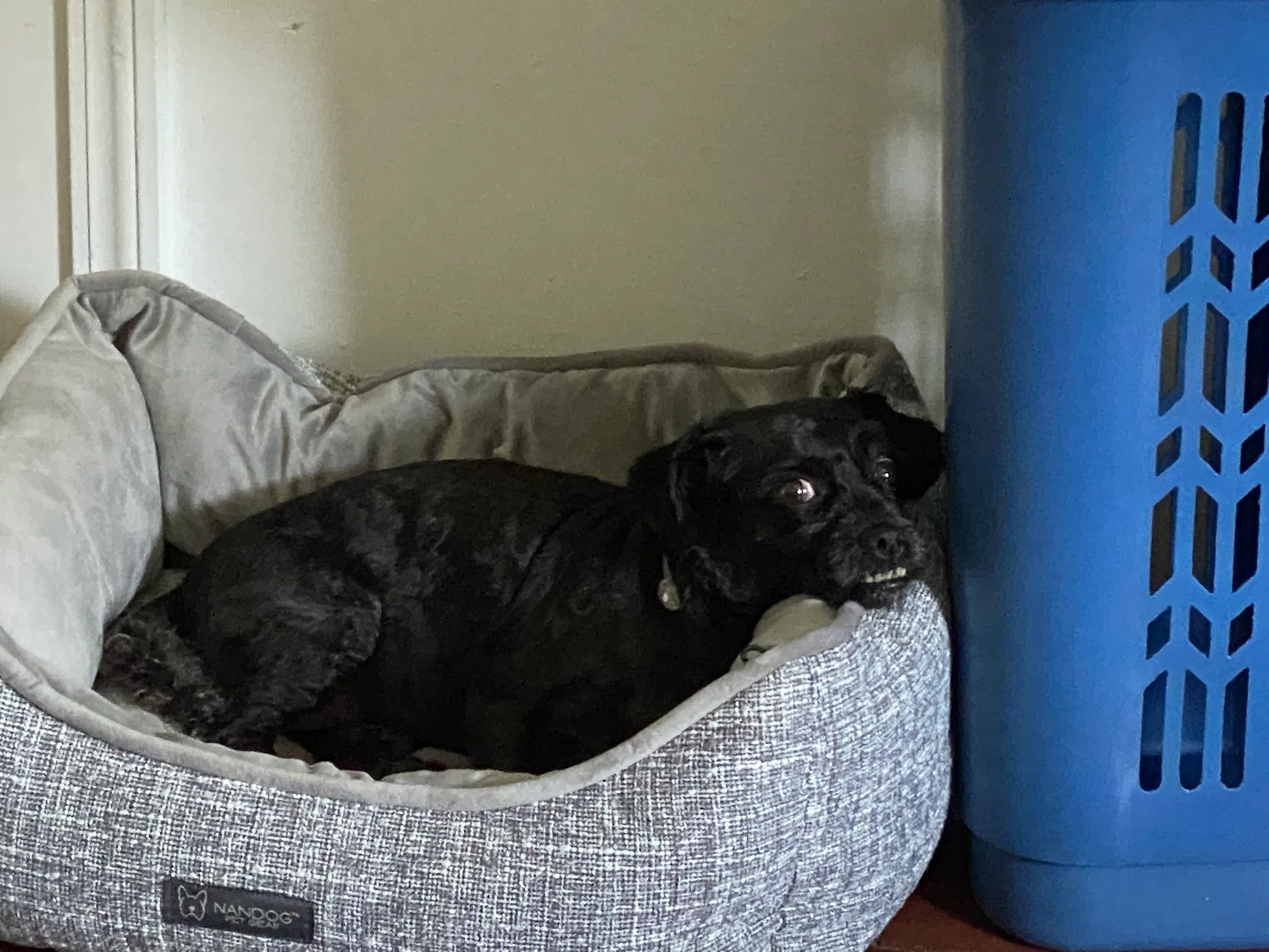Lost dog in Beaver Falls, PA, 15010