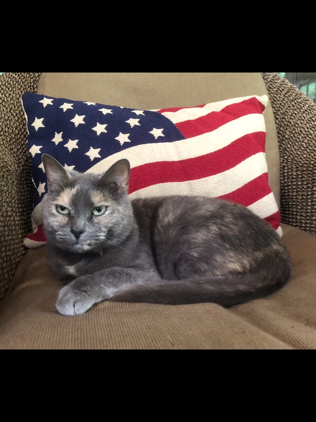 Lost cat in Duluth, GA, 30097