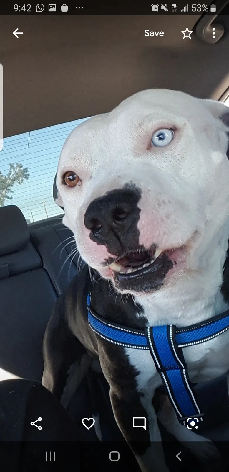 Lost dog in Hollywood, FL, 33025