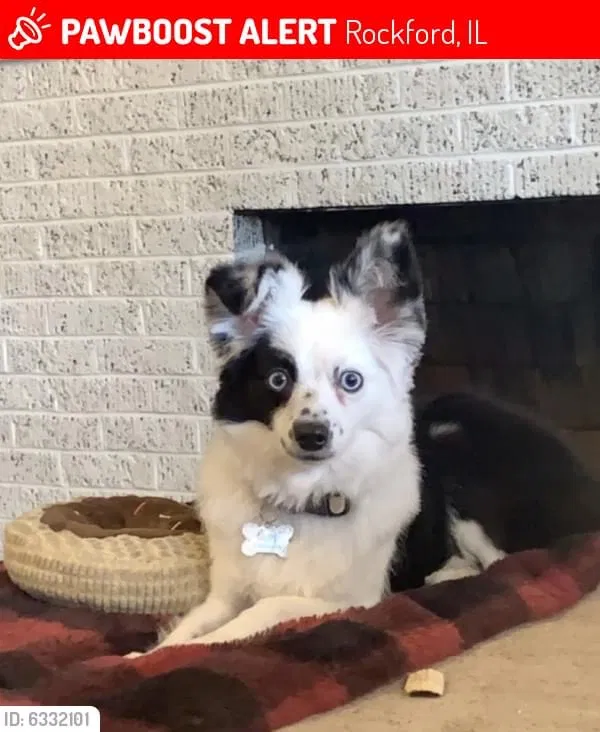 Lost dog in Rockford, IL, 61103
