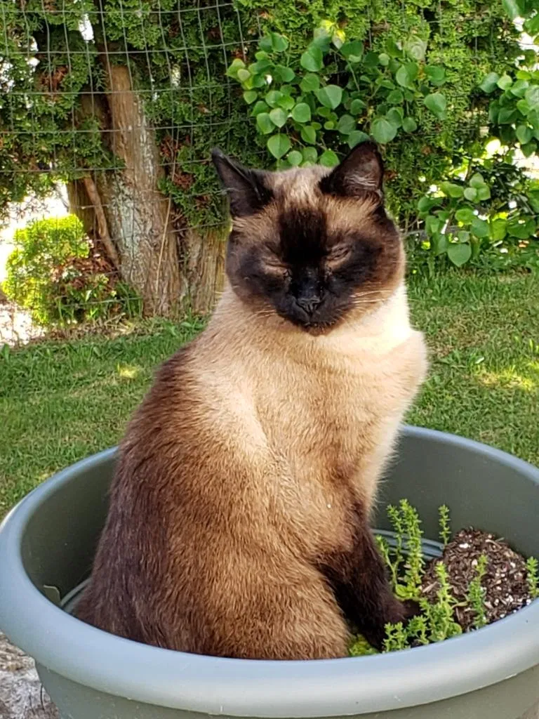 Lost cat in Edmonds, WA, 98020
