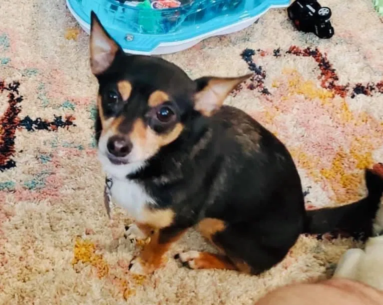 Lost dog in Smyrna, GA, 30080