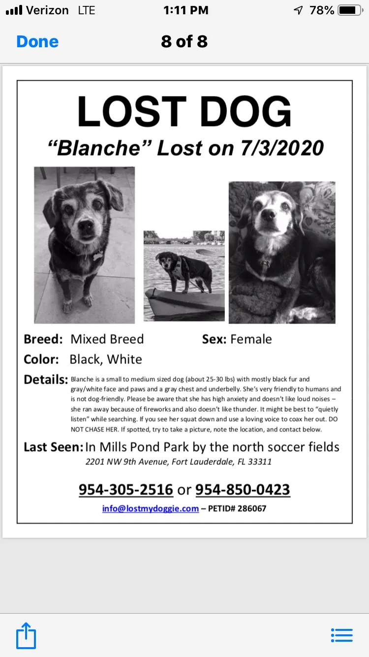 Lost dog in Fort Lauderdale, FL, 33309