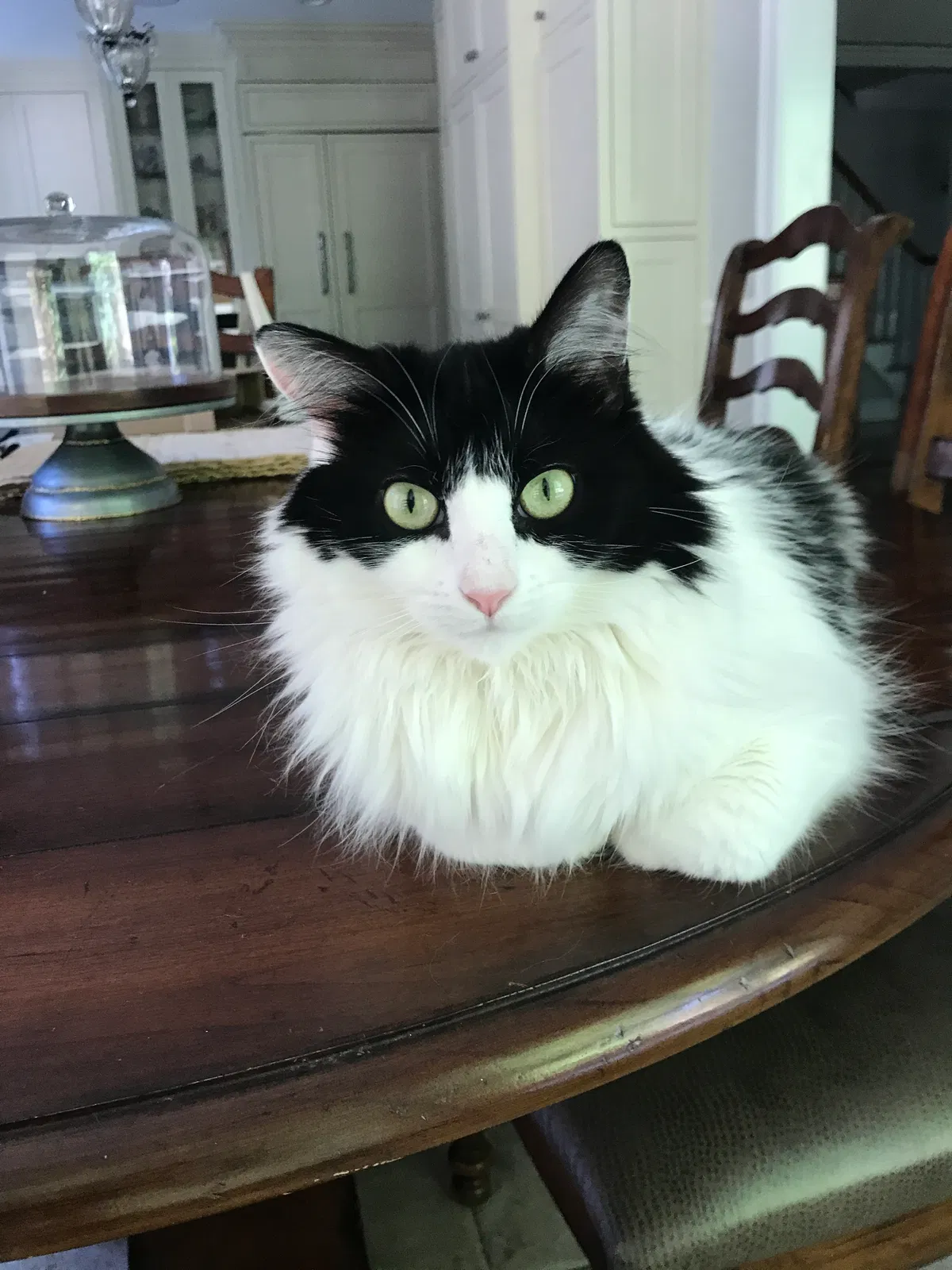 Lost cat in Northport, NY, 11768