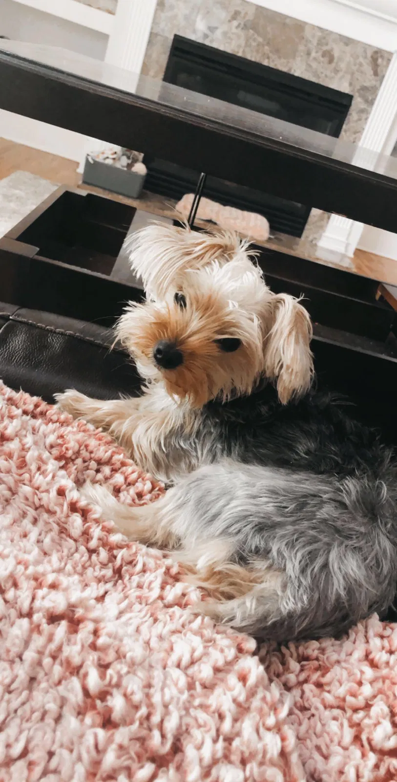 Lost dog in Douglasville, GA, 30135