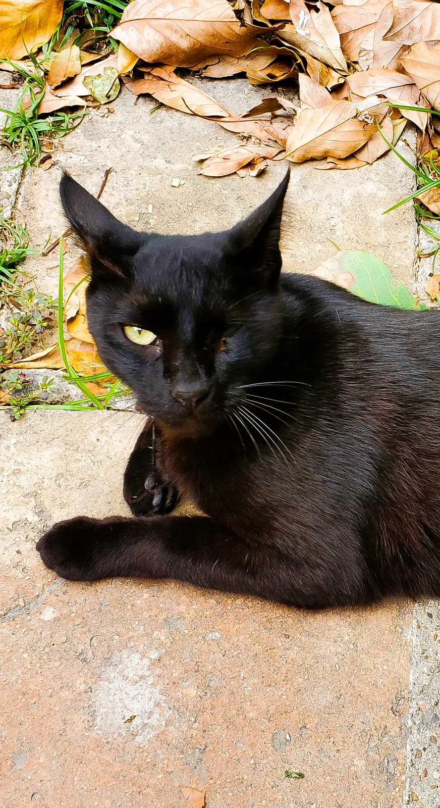 Lost cat in Brownsville, TX, 78520