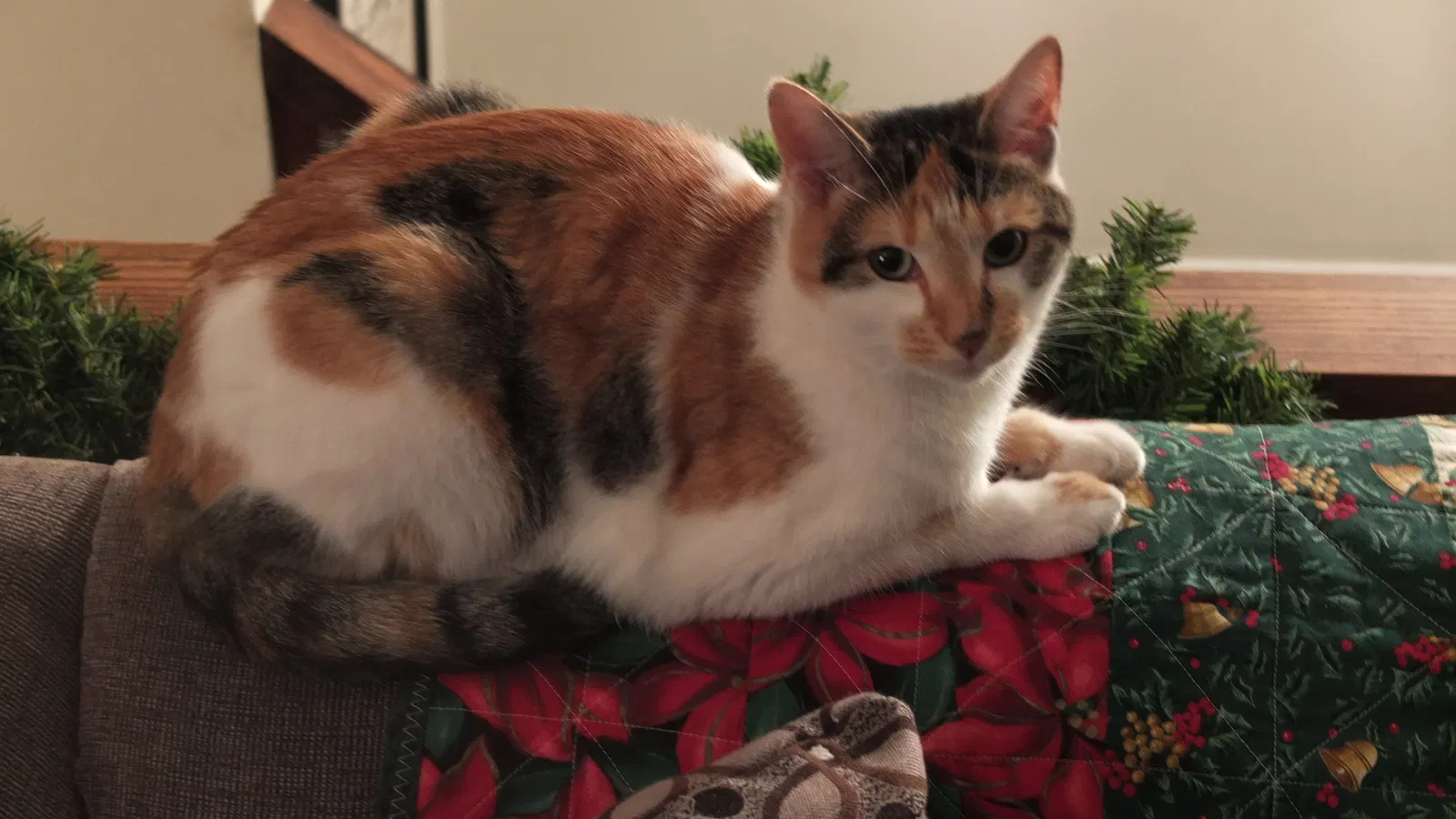 Lost cat in Newtown, CT, 6470