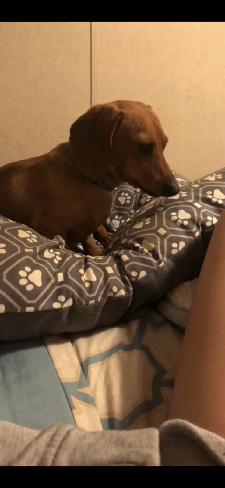 Lost dog in Wolfforth, TX, 79382