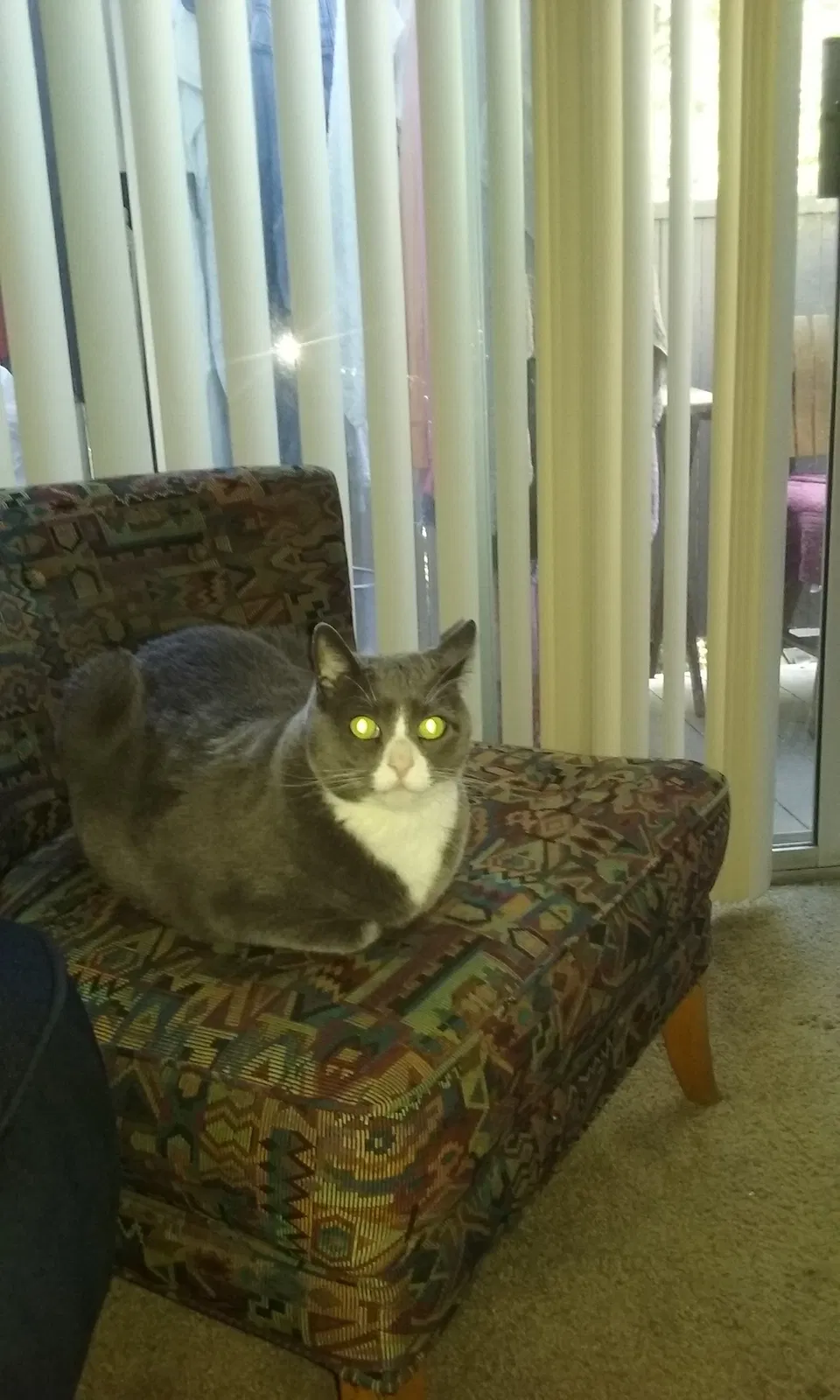 Lost cat in Sacramento, CA, 95824