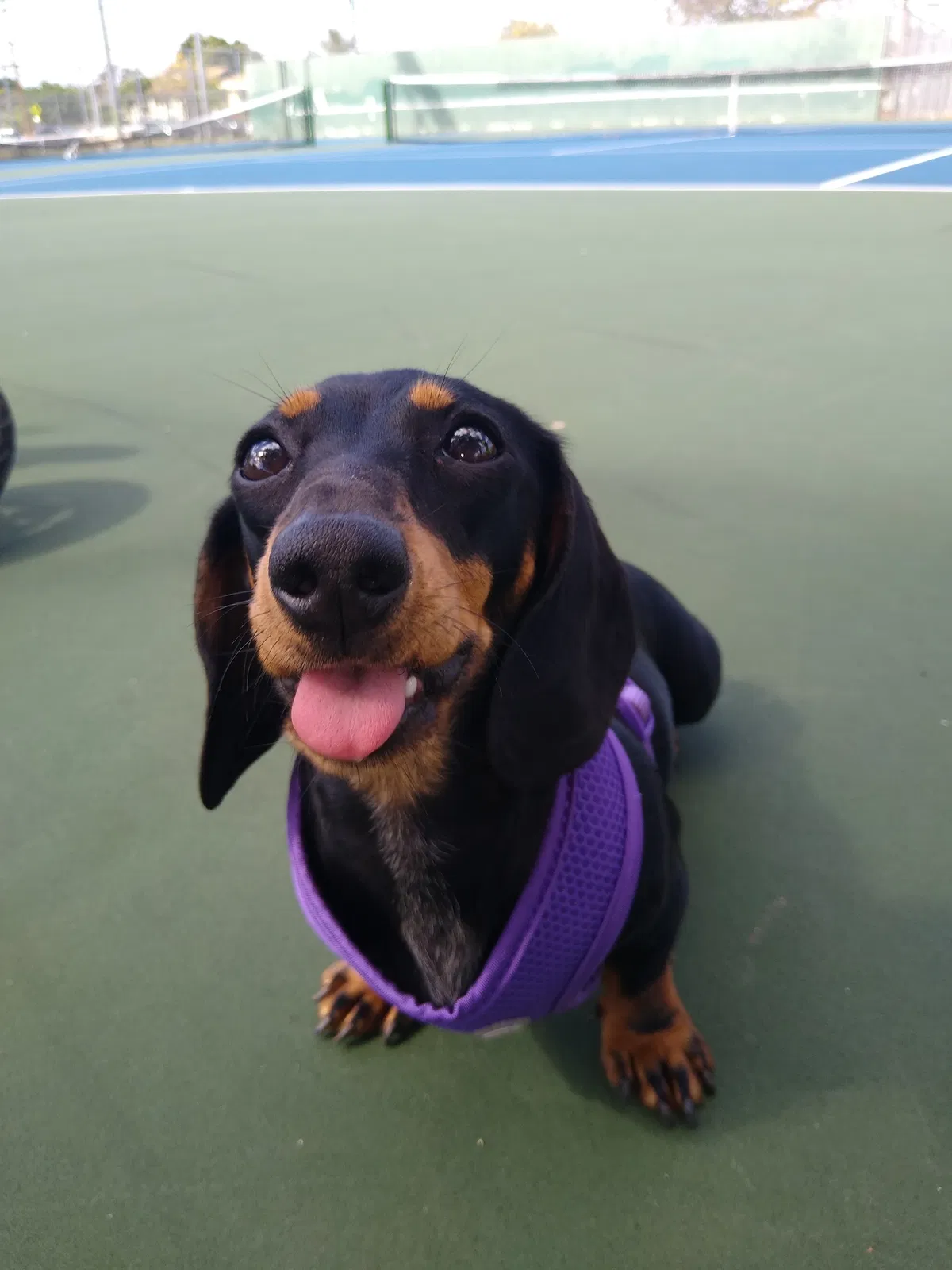 Lost dog in Waianae, HI, 96792
