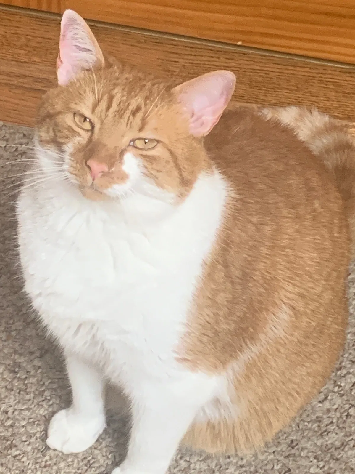 Lost cat in Mattituck, NY, 11952