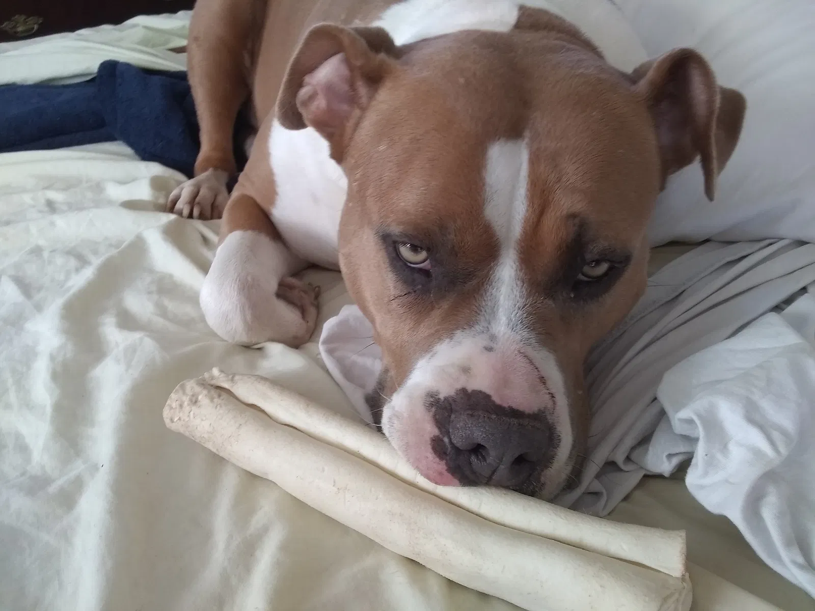Lost dog in Atwater, CA, 95301