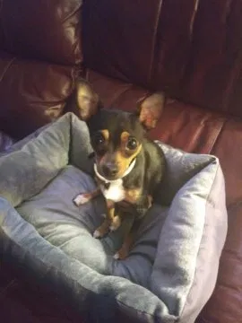 Lost dog in Buffalo, NY, 14211