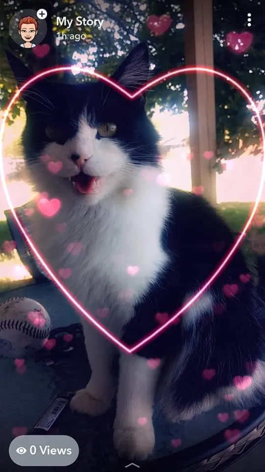 Lost cat in Redmond, OR, 97756