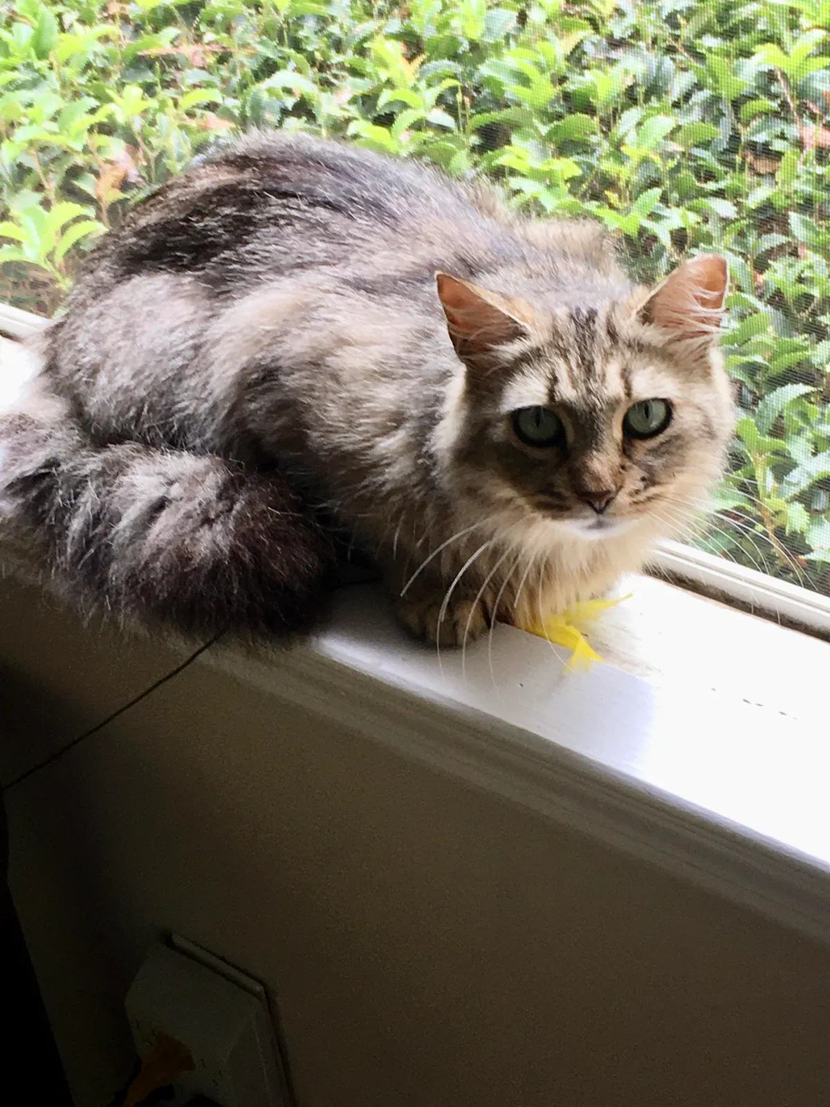Lost cat in Columbia, SC, 29212